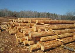 300 кубов леса можно получить в любом из 37 лесничеств республики