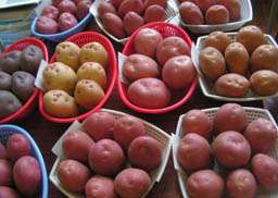 Семенной картофель будут выращивать в Кабанском районе