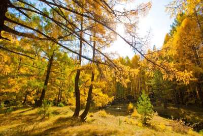 Старобрянская осень. Фото: Ловцов О.Б.