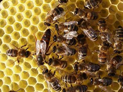Продам пчелы, пчелопакеты, пчелосемьи