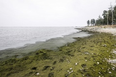 Конкурс на очистку Байкала от водорослей выиграл «Кабанский рыбзавод»