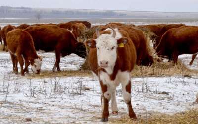 С 1 марта в России стала обязательной маркировка и учет сельскохозяйственных животных