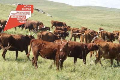В Бурятии 560 хозяйств получат субсидии на развитие животноводства