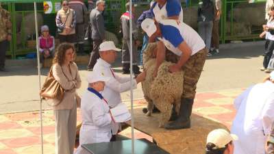 Российская выставка племенных овец и коз сегодня стартует в Чите